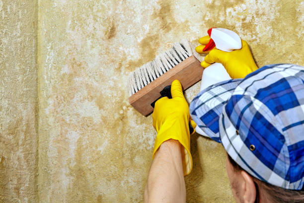 Best Mold-Related Health Consultation  in Woodacre, CA
