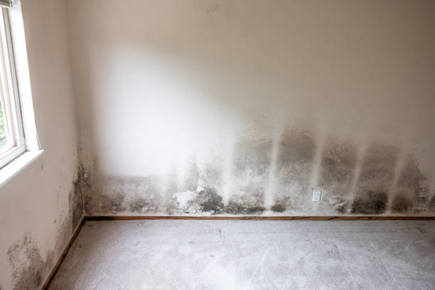 Mold Remediation for Vacation Homes in Woodacre, CA