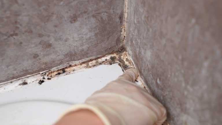 Best Commercial Mold Inspection  in Woodacre, CA